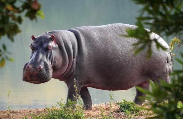 hippo image