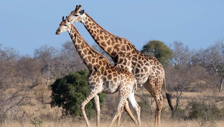 kruger national park wildlife giraffe