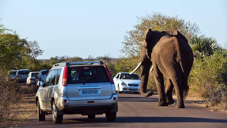 kruger self drive elephant