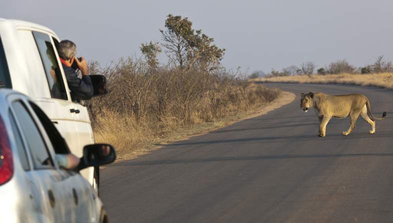 kruger self drive lion