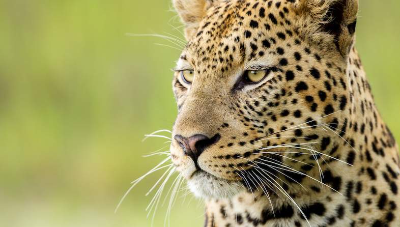 leopard close up shem compion