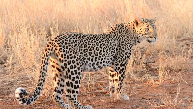 leopard karl svendsen