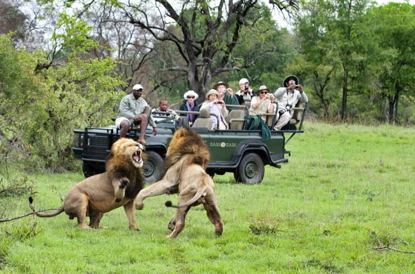 malaria free safari lions