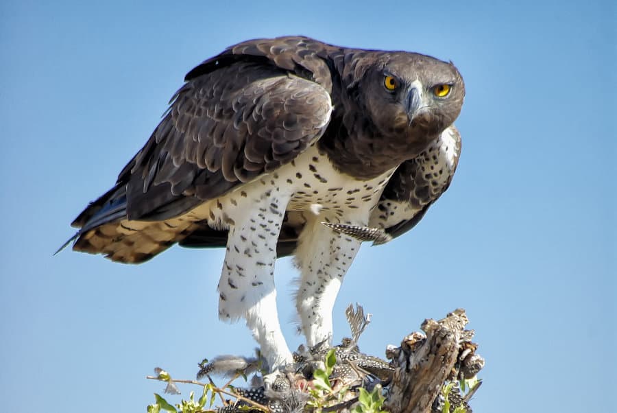 martial eagle