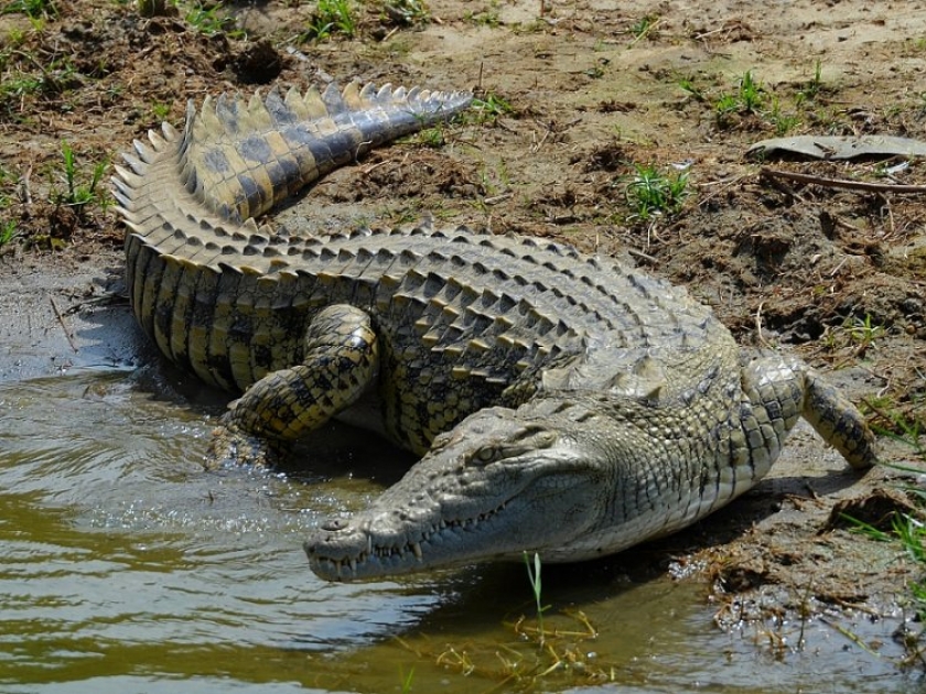 nile crocodile