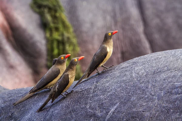 red billed buffalo weaver