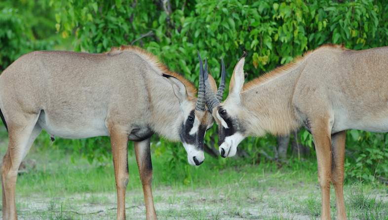 roan antelope males shem compion