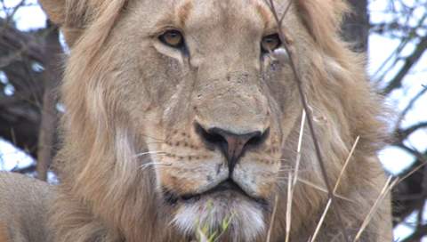satara rest camp lion