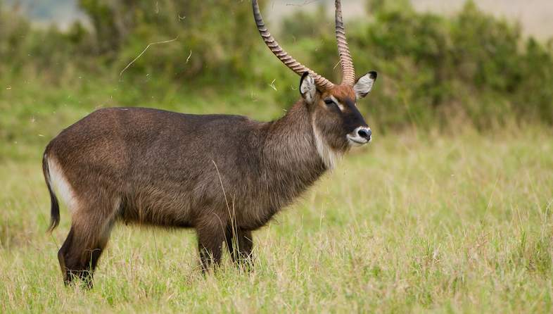 waterbuck male shem compion