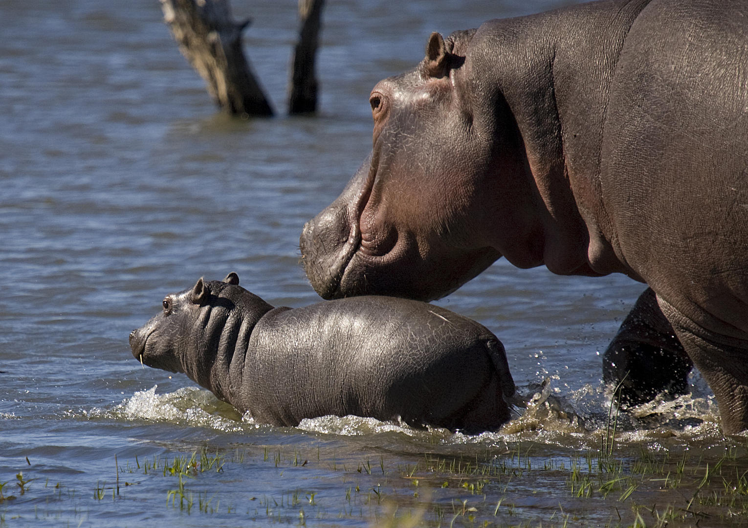 MjejaneRiverLodgeMjejaneGameReserveKrugerNationalPark13